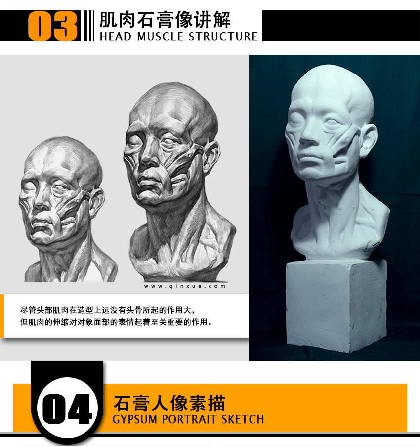 3  头骨结构关系—深入塑造第三章   肌肉石膏像讲解16